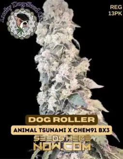 Pack of Dog Roller regular cannabis seeds by Lucky Dog Seed Company