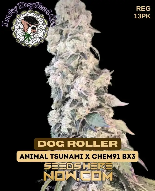 Pack of Dog Roller regular cannabis seeds by Lucky Dog Seed Company