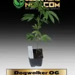Dogwalker OG Clones -  ACC