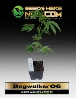 Dogwalker OG Clone (space) Indica(space)dominant Hybrid Cannabis Plant in a 3.5(space)inch Pot