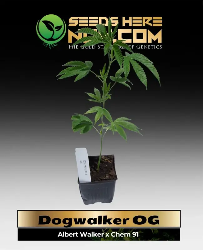 Dogwalker OG Clone - Indica-dominant Hybrid Cannabis Plant in a 3.5-inch Pot