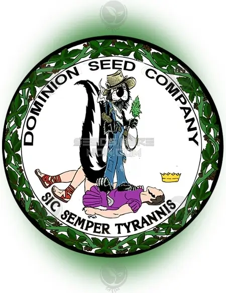 Dominion Diesel regular cannabis seeds showing lush green buds - Sativa dominant hybrid