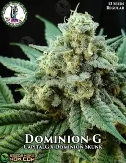 Dominion G Regular Seeds featuring pine, skunk, citrus, and earthy aroma