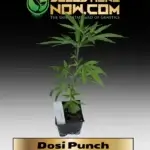 Dosi Punch Clones - ACC