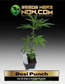 Dosi Punch Clones (space) a blend of Do(space)Si(space)Dos and Purple Punch genetics