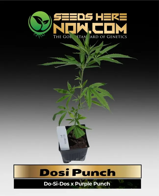 Dosi Punch Clones - a blend of Do-Si-Dos and Purple Punch genetics
