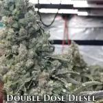 Double Dose Diesel (Regular) - Katsu Seeds