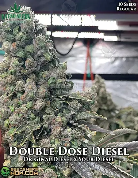 Double Dose Diesel cannabis seeds pack - Katsu Seeds Regular Type