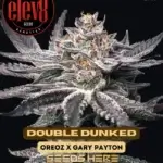 Double Dunked (Feminized) - Elev8 Seeds