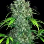 Double Dutch (Feminized) - Serious Seeds