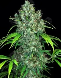 Double Dutch Feminized Seeds (space) A Hybrid Strain by Serious Seeds with Aroma of Fruity, Floral, Earthy, Spicy Notes