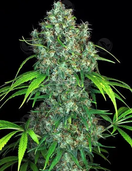Double Dutch regular cannabis seeds by Serious Seeds, featuring Warlock and Pre-2000 Chronic lineage