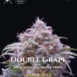 Double Grape (Autoflower) - Mephisto Genetics