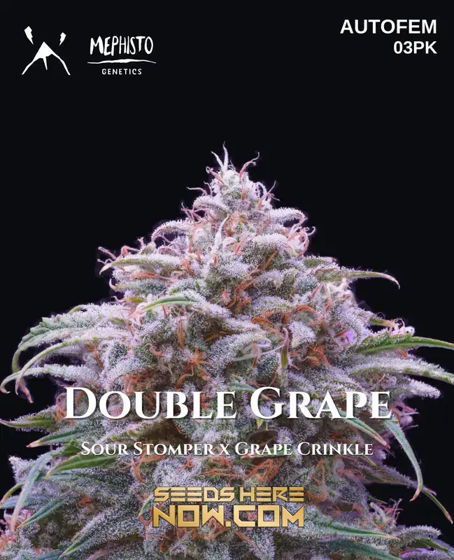 Double Grape cannabis seeds, autoflower variety by Mephisto Genetics with grape and earthy flavors