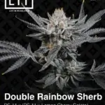 Double Rainbow Sherb (Feminized) - LIT Farms