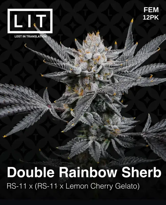 Double Rainbow Sherb Cannabis Seeds by LIT Farms, featuring Rainbow Sherbet and Lemon Cherry Gelato lineage