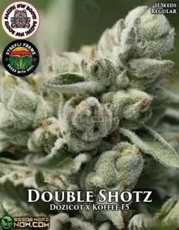 Double Shotz cannabis seeds, a hybrid strain with earthy, pine, and coffee flavors, by Pacific Northwest Roots