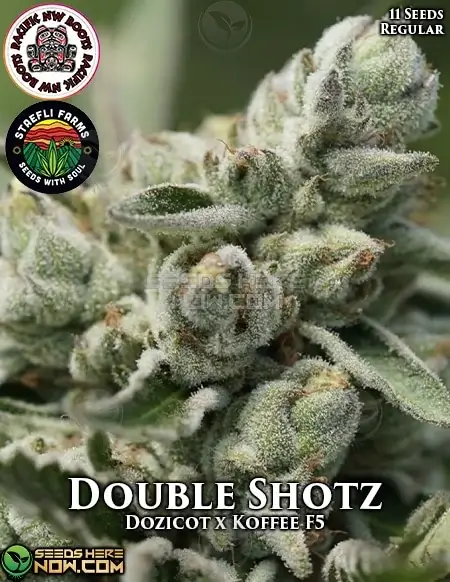 Double Shotz cannabis seeds, a hybrid strain with earthy, pine, and coffee flavors, by Pacific Northwest Roots