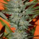 Dragon Punch (Regular) - Irie Genetics