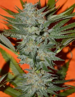 Dragon Punch Cannabis Seeds by Irie Genetics featuring 20(space)25% THC