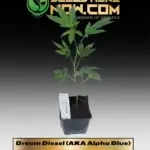 Dream Diesel (AKA Alpha Blue) Clones - ACC