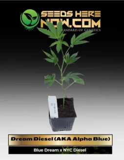 Dream Diesel (AKA Alpha Blue) Clones (space) ACCVibrant Dream Diesel (AKA Alpha Blue) cannabis clone showcasing blueberry and diesel aroma