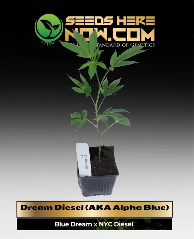 Vibrant Dream Diesel (AKA Alpha Blue) cannabis clone showcasing blueberry and diesel aroma