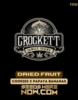 Dried Fruit Feminized Cannabis Seeds by Crockett Family Farms
