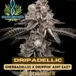 Dripadellic (Feminized) - Exotic Genetix