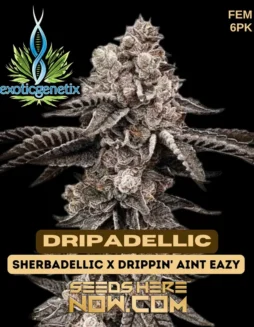 Dripadellic feminized seeds pack, indica(space)dominant hybrid with creamy candy(space)gas aroma