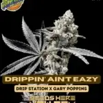 Drippin' Ain’t Eazy (Feminized) - Exotic Genetix