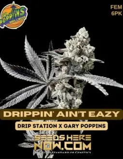 Pack of Drippin' Ain’t Eazy Feminized Seeds (space) Hybrid Cannabis by Exotic Genetix