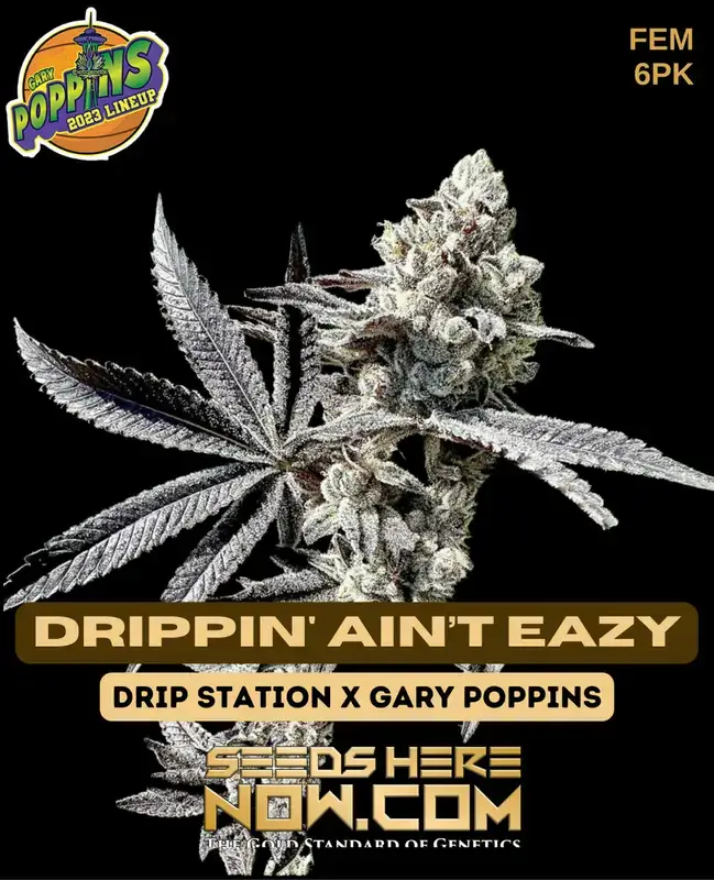Pack of Drippin' Ain’t Eazy Feminized Seeds - Hybrid Cannabis by Exotic Genetix
