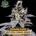 Dumb Gas (Feminized) - Exotic Genetix