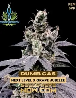 Dumb Gas Feminized Seeds (space) Hybrid strain by Exotic Genetix featuring Diesel and Citrus flavors