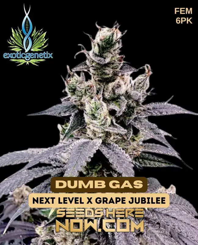 Dumb Gas Feminized Seeds - Hybrid strain by Exotic Genetix featuring Diesel and Citrus flavors