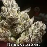 Durangatang (Feminized) - La Plata Labs