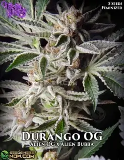 Durango OG Feminized Seeds (space) Aromatic and Potent Indica Dominant Strain