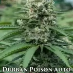 Durban Poison (Autoflower) - Automatically Delicious