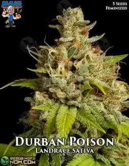 Durban Poison S1 (Feminized) (space) Dr. BlazeDurban Poison S1 Feminized Seeds packaging by Dr. Blaze