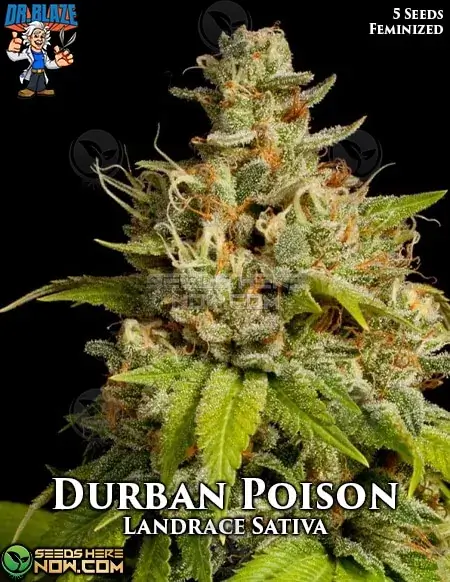 Durban Poison S1 Feminized Seeds packaging by Dr. Blaze