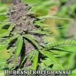 Durban Tropegranate (Regular) - Massive Seeds
