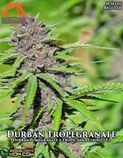 Durban Tropegranate cannabis seeds by Massive Seeds, featuring citrus and pomegranate aromas