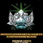 Dutch Flower Metal Haze F3x Vietnamese Black (Regular) - Snow High Seeds