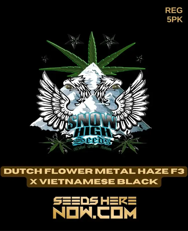 Dutch Flower Metal Haze F3x Vietnamese Black cannabis seeds packaging