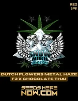 Dutch Flowers Metal Haze F3x Chocolate Thai Cannabis Seeds Packaging