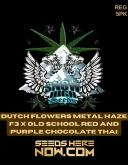 Pack of Dutch Flowers Metal Haze F3x Old School Red and Purple Chocolate Thai cannabis seeds by Snow High Seeds