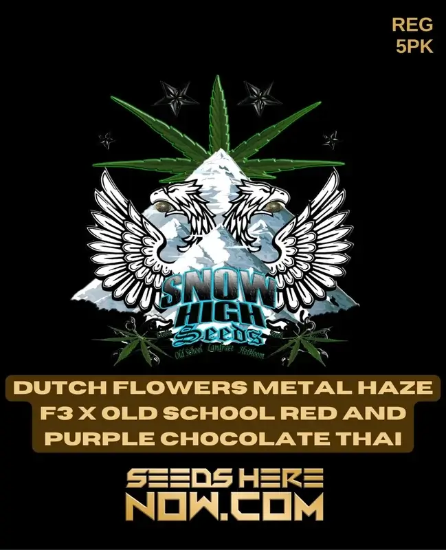 Pack of Dutch Flowers Metal Haze F3x Old School Red and Purple Chocolate Thai cannabis seeds by Snow High Seeds