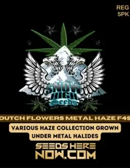 Dutch Flowers Metal Haze F4s Cannabis Seeds by Snow High Seeds (space) Citrus, Pine, Spice Aroma