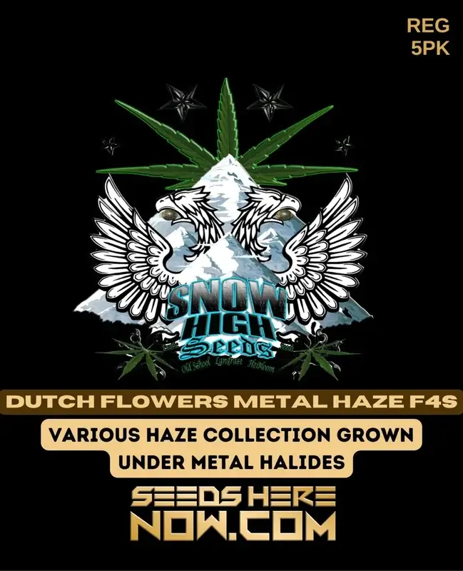 Dutch Flowers Metal Haze F4s Cannabis Seeds by Snow High Seeds - Citrus, Pine, Spice Aroma